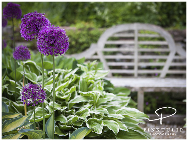 Askham Hall Alliums