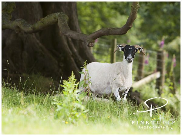 Livestock in fields adjacent to new office in Moorhouse Courtyard